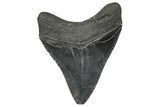 Serrated, Fossil Megalodon Tooth - South Carolina #346188-1